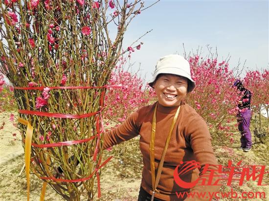 桃花族最新潮流，探索時(shí)代前沿的浪漫風(fēng)情